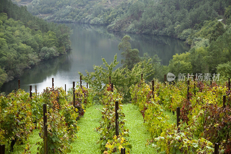 秋天的Ribeira sacra葡萄园